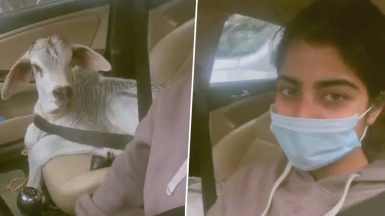 Viral Video: गाय के बछड़े को कार में बिठाकर सैर करती दिखी लड़की, मनमोहक वीडियो हुआ वायरल