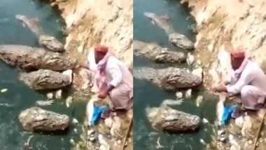 एक साथ चार खूंखार मगरमच्छों को खाना खिलाता नजर आया शख्स, Viral Video देख उड़े लोगों के होश