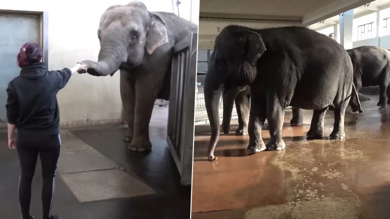 Viral Video: इंसानों की तरह केले को छीलकर खाते दिखे गजराज, हाथी का मजेदार वीडियो हुआ वायरल