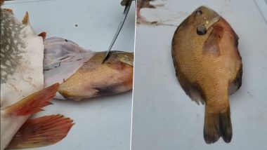 मछली के पेट से निकली एक छोटी जिंदा मछली, नजारा देखकर हैरान हुए लोग (Watch Viral Video)