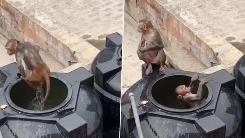 चिलचिलाती गर्मी से निजात पाने के लिए बंदरों ने लगाई पानी की टंकी में छलांग, Viral Video देख बन जाएगा आपका दिन