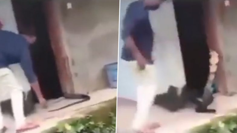 Viral Video: सांप को मामूली समझकर शख्स ने पकड़ ली पूंछ, तभी किंग कोबरा ने फन फैलाकर किया कुछ ऐसा...