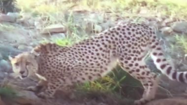 Cheetah Oban Escaped Again: कूनो नेशनल पार्क से चीता ओबान एक बार फिर भागा, ग्रामीण दहशत में, पकड़ने की कोशिश जारी (Watch Video)