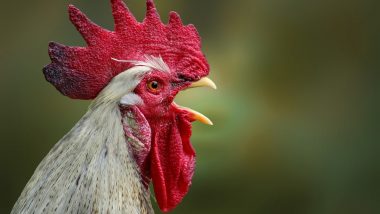 Rare Four-Legged Chicken: ऑस्ट्रेलियाई फार्म में जन्मा दुर्लभ चार पैरों वाला मुर्गी, परेशान करने लगे थे अन्य पक्षी