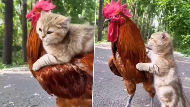 मुर्गे की पीठ पर सवार होकर बिल्ली मौसी ने की सैर, दोनों की शानदार बॉन्डिंग ने जीता लोगों का दिल (Watch Viral Video)
