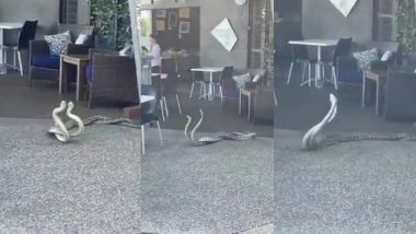 Snakes Mating Video: दो सांपों ने कैफे में किया Romance, नागिन से लिपटे जहरीले सांप का वीडियो हुआ वायरल