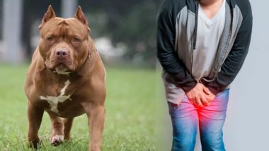 Pitbull Dog Cut Off Man's Private Part: पिटबुल कुत्ते ने काट डाला युवक का प्राइवेट पार्ट, लोगों ने पीट-पीट कर मौत के घाट उतारा