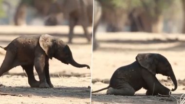 Viral Video: जन्म के कुछ देर बाद चलने की कोशिश करता दिखा नन्हा हाथी, क्यूटनेस देख बन जाएगा दिन