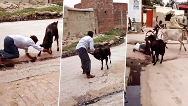 Viral Video: सींग पकड़कर बकरे को परेशान करने लगा शख्स, अगले ही पल जानवर ने सिखाया सबक