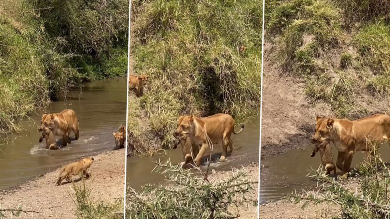 Viral Video: नन्हे शेर को जबड़े में दबाकर नदी पार करती दिखी शेरनी, हैरान करने वाला वीडियो हुआ वायरल