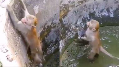 कुएं में गिरी बिल्ली की मदद के लिए बंदर आया आगे, अकेले के दम पर ऐसे बचाई जान (Watch Viral Video)