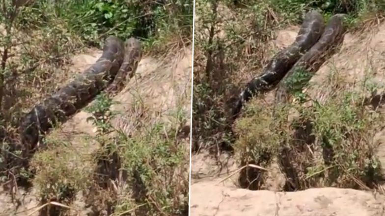 Viral Video: यूपी के हापुड़ में जंगल से निकलकर खेत में पहुंचा विशालकाय अजगर, ग्रामीणों में मचा हड़कंप