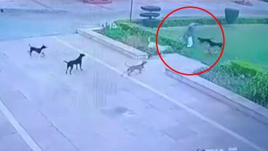 AMU में कुत्तों के झुंड ने शख्स को नोंच-नोंच कर मार डाला, Disturbing Video आया सामने