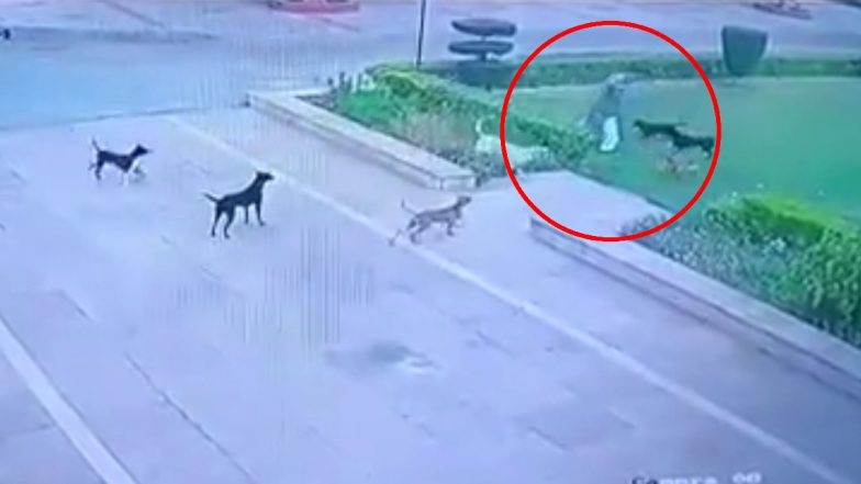AMU में कुत्तों के झुंड ने शख्स को नोंच-नोंच कर मार डाला, Disturbing Video आया सामने