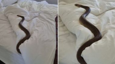 Snake on Bed: बिस्तर पर आराम फरमाते जहरीले सांप को देख हुई महिला की हालत खराब, देखें हैरान करने वाली तस्वीरें