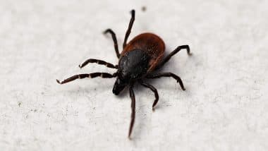 Tick Virus: क्या है टिक वायरस? जाने इंग्लैंड में फैल रहे इस संक्रमण के लक्षण, कारण, इलाज और बचाव के उपाय