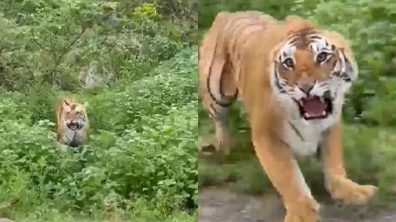 उत्तर प्रदेश: पीलीभीत में बाघ का आतंक, हमले में मजदूर की मौत
