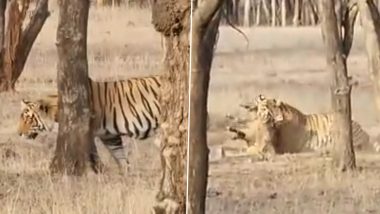 Tiger Hunting Zabardast Video: शिकार को करीब देख बाघ ने बिछाया जाल, जबरदस्त अंदाज में किया काम तमाम