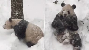 Cute Panda Video: बर्फ में लोट-लोटकर खेलते हुए क्यूट पांडा का क्लिप वायरल, वीडियो देख बन जाएगा दिन