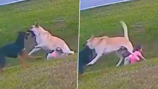Dog Saves Child: पेट डॉग ने पड़ोसी के कुत्ते बच्चे की बचाई जान, देखें वायरल वीडियो