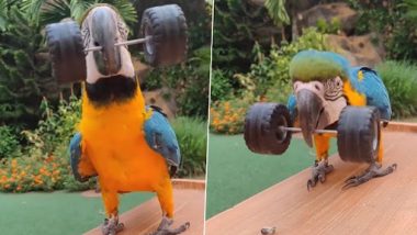 Parrot Doing Exercise:  एक्सरसाइज करते हुए तोते का क्लिप वायरल, वीडियो देख लोग हुए लोट- पोट