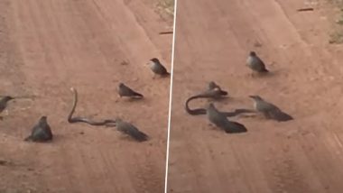 Birds Beating Snake: पक्षियों ने मिलकर सांप को जमकर पीटा, दुर्लभ वीडियो वायरल