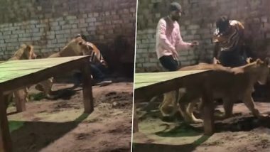 Viral Video: गुस्से में दो शेर शख्स पर लगाया छलांग, आगे जो हुआ...देखें वीडियो