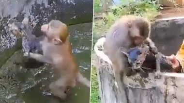 Monkey Saves Kitten: सुनसान कुएं में फंसी बिल्ली के बच्चे को बंदर ने बचाया, देखें वीडियो