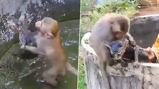 Monkey Saves Kitten: सुनसान कुएं में फंसी बिल्ली के बच्चे को बंदर ने बचाया, देखें वीडियो