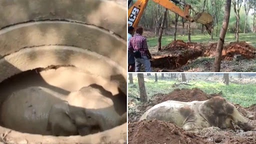 Video: मलप्पुरम में एक 15 फीट गहरे कुएं में गिरा जंगली हाथी, वन विभाग ने ऐसे बचाया, देखें वीडियो