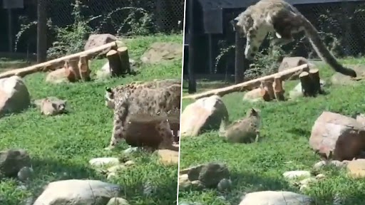Cute Video: हिम तेंदुआ शावक ने की अपनी मां को डराने की कोशिश, उसके बाद जो हुआ देखें वीडियो