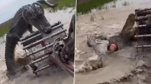 Viral Video: खेती करते समय हार्वेस्टिंग मशीन में फंस गया विशाल मगरमच्छ, उसके बाद जो हुआ..देखें वीडियो