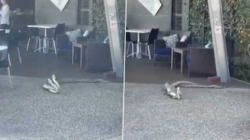 Snake Fight: रेस्टोरेंट में साथ में लड़ते नज़र आये दो सांप, जानलेवा लड़ाई का वीडियो वायरल