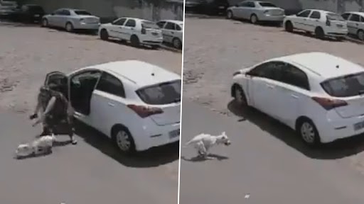 Woman Abandons Pet Dog: महिला ने पालतू कुत्ते को सड़क पर छोड़ा, हार्ट ब्रेकिंग वीडियो वायरल