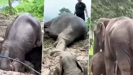 Video: गड्ढे में गिरे बच्चे को मां हथिनी ने दो दिन तक पिलाया दूध, गई जान, उसके बाद हुआ चमत्कार, देखें वीडियो