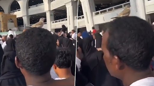 Little Bird Tawaf: मक्का गए शख्स के सिर पर चिड़िया ने बैठकर किया तवाफ़, देखें Video
