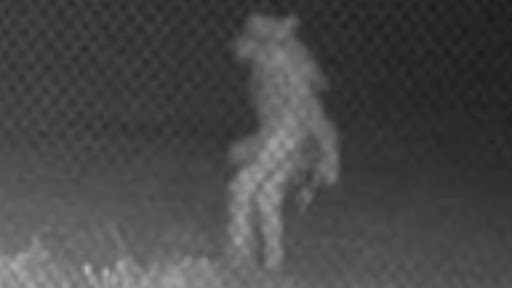 Mysterious Strange Creature! घूमते हुए कैमरे में कैद हुआ अजीब रहस्यमयी जीव, पता लगाने में जुटे हैं वैज्ञानिक