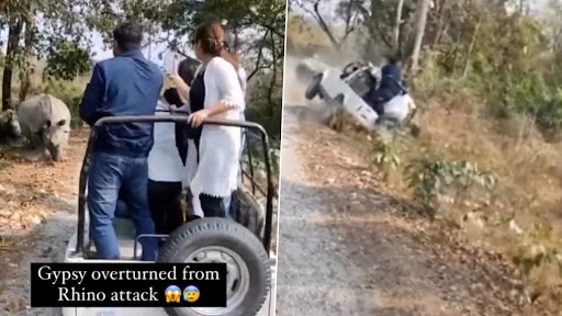 Rhinoceros Attacks Safari Vehicle: मादा गैंडा ने जंगल सफारी की गाड़ी पर किया हमला, पलटा वाहन, देखें वीडियो