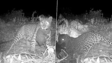 Emotional Video: बक्सा टाइगर रिजर्व में खोए हुए शावक से मिली मां तेंदुआ, IFS अफसर ने शेयर किया वीडियो