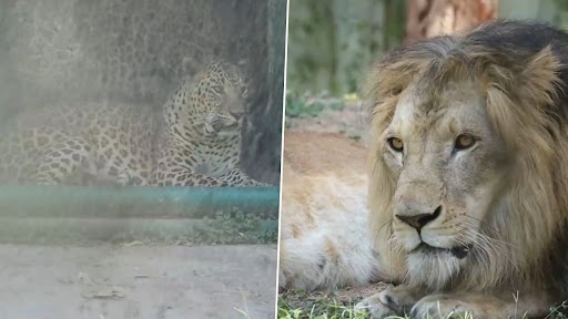 Video: गुजरात में बढ़ते तापमान के कारण जानवरों डिहाइड्रेशन से बचाने के लिए चिड़ियाघर में की गई हैं विशेष तैयारियां, देखें वीडियो