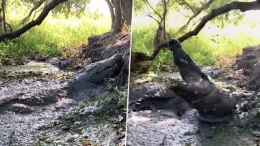 Crocodile Attack Video: कीचड़ से भरे तालाब में छिपा हुआ था मगरमच्छ, जूकीपर के आते ही किया हमला