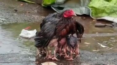 Video: भारी बारिश से अपने चूजों को पंखों के नीचे छिपाती मां मुर्गी का क्लिप वायरल, देखें वीडियो