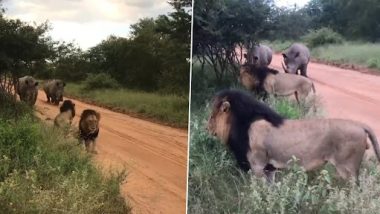 Video: गैंडे को देखकर दुम दबाकर भागे शेर, इंटरनेट पर वीडियो वायरल