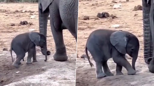 Cute Video: नवजात हाथी का बच्चा अपनी सूंड को लेकर हुआ कन्फ्यूज, देखें क्यूट वीडियो