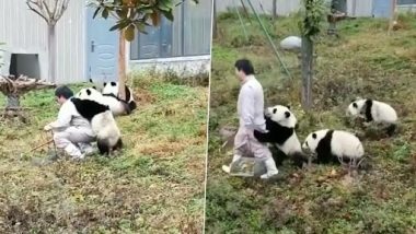 Cute Panda Video: बेबी पांडा ने अपने केयरटेकर की पीठ पर चढ़कर किया उसे परेशान, क्यूट वीडियो वायरल