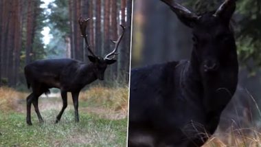 Rare Black Deer Spotted: दुर्लभ काले हिरण का वीडियो हुआ वायरल, एनीमल लवर्स देखकर हुए मंत्रमुग्ध