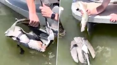 Video: फ्लोरिडा के शख्स ने पक्षी के गले में फंसी हुई मछली निकालकर बचाई बर्ड की जान, देखें वीडियो