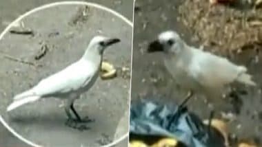 White Crow Video: क्या आपने कभी सफेद कौआ देखा है? अगर नहीं तो यहां देखें वीडियो