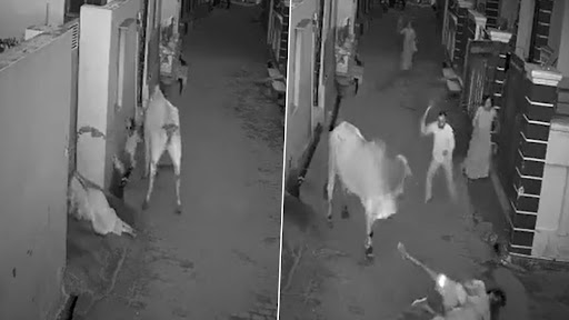 Bull Attack Video: रात के अंधेरे में बुजुर्ग महिला पर सांड ने किया अटैक, बचाने आये बच्चे को भी मारा, देखें भयानक वीडियो