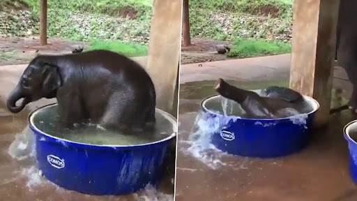 Video: पानी से भरे टब में नहाने का आनंद लेते हुए क्यूट बेबी एलीफैंट का क्लिप वायरल, देखें वीडियो